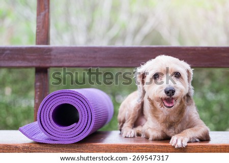 Dog lies down beside yoga mat