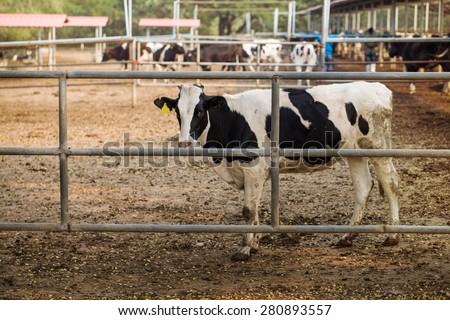 close-up cow standing behind fence in a farm in Thailand