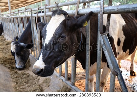 close-up cow standing behind fence in a farm in Thailand