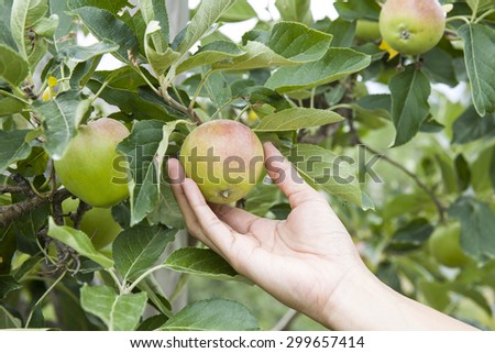 Hand picking a apple from a tree