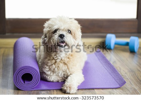 Dog sitting on a yoga mat, concentrating for exercise and listening to a trainer
