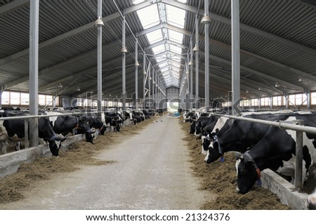 cowshed design
