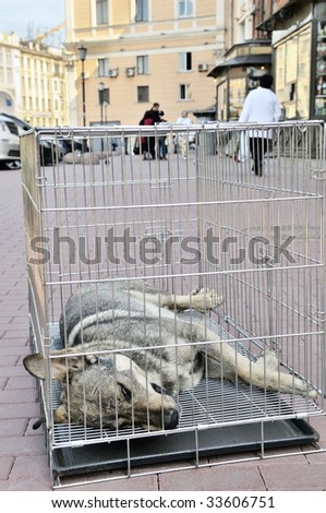 Street dog in transport cage.