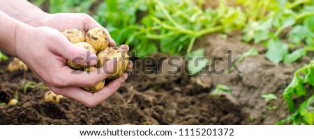 farmer holds in his hands a young yellow potatoes, harvesting, seasonal work in the field, fresh vegetables, agro-culture, farming, close-up, good harvest, detox, vegetarian food. banner