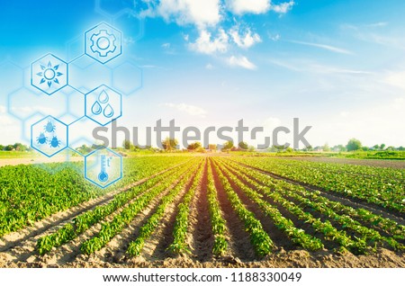 Agricultural field in a clear sunny day. High technologies and innovations in agro-industry. Study quality of soil and crop. Profit and investment growth. Implementation of technological solutions.