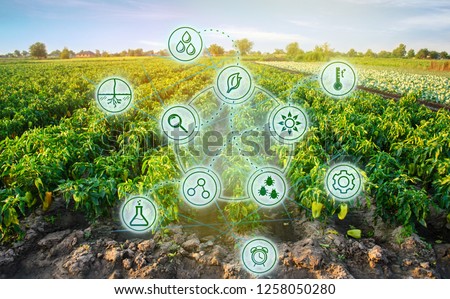 Pepper in the field. Scientific work and development of new methods and selection of varieties. High technologies and innovations in agro-industry. Investing in farming. Study quality of soil and crop