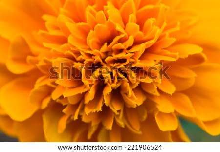Detail of the flower of marigolds - Tagetes or Carnation of India or Marigolds, Marigold, flower of India died