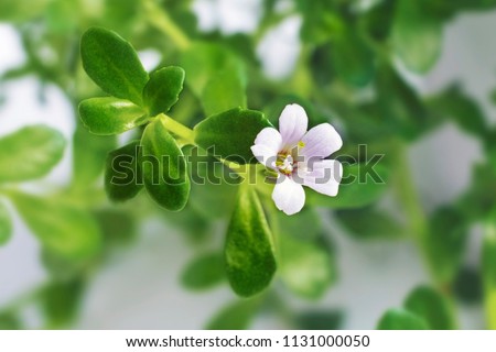 Bacopa monnieri herb plant and flower, known from Ayurveda as Brahmi.\
Bacopa monnieri herb is in ayurveda used to support brain health and cognitive functions.