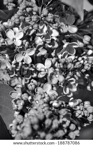 Lilac flowers (black and white)