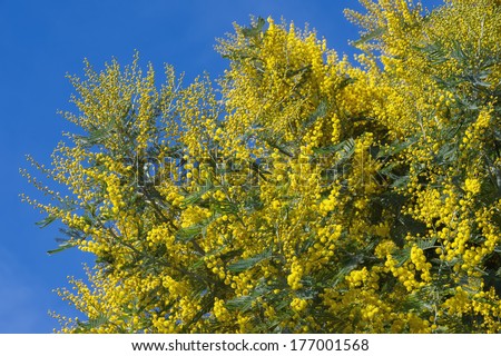 Acacia dealbata (known as silver wattle, blue wattle or mimosa)