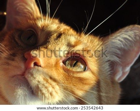 Ginger cat portrait. Close-Up of a cats head.