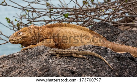 The Galapagos land iguana is a species of lizard in the family Iguanidae. It is one of three species of the genus Conolophus.