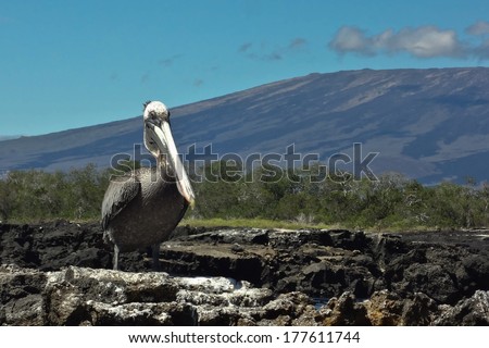 One of the unique animals you can find on the Galapagos Islands, the Brown Pelican.