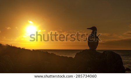 A single blue footed booby enjoying the sunset on Isla San Christobal