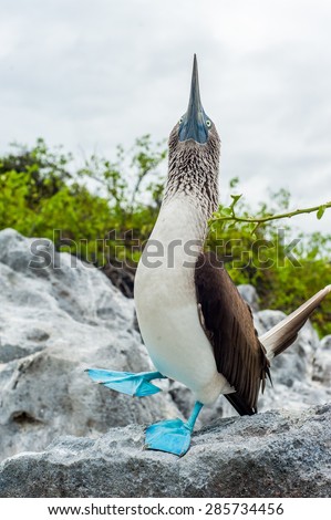 The Blue-footed Booby (Sula nebouxii) is a marine bird in the family Sulidae, which includes ten species of long-winged seabirds.
