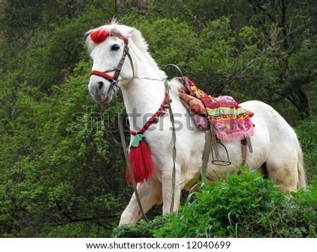 one white horse in forest