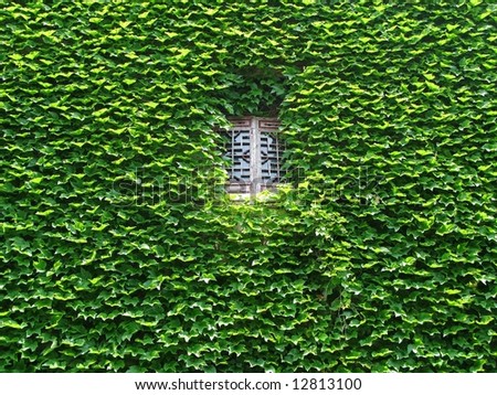 chinese traditional windows in leaves of ivy