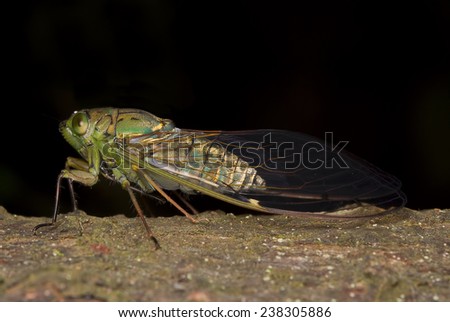 macro image of green cicada isolation background. shallow depth of field due to macro photography.