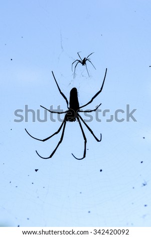 silhouette of golden silk orb with blue background