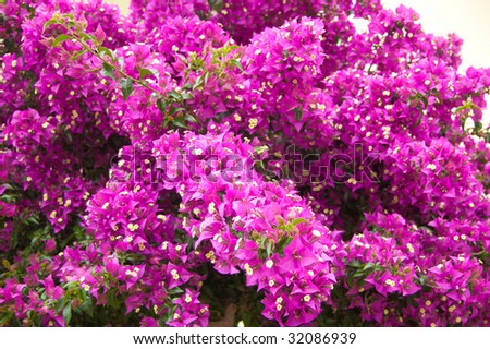 Bright pink flowers of bougainvillea in Turkey