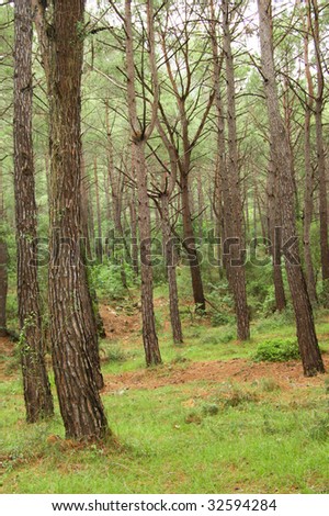 Southern pine tree wood