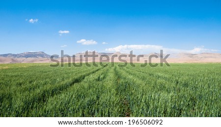 Beautiful view on to the wheat field in front of dry mountains in the southeast of Turkey