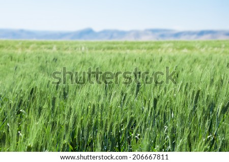 beautiful view on to the wheat field in front of mountains in the southeast of Turkey
