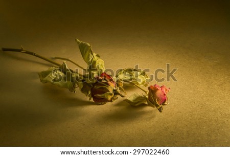 Dead rose.Roses frame.withered rose. Vintage style. Lonely time
