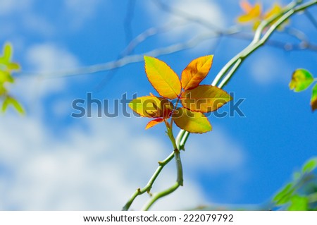 The Green Creeper Plant on background sky