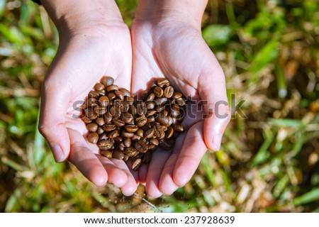 coffee beans heart on agriculturist hand