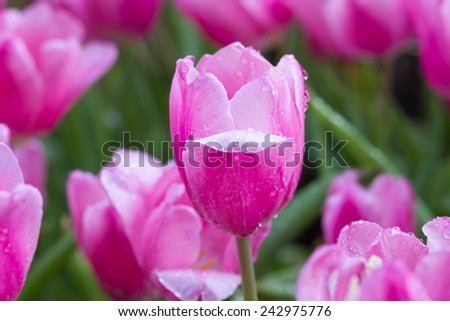 Pink Tulip flowers with foggy sprayed in the morning light.