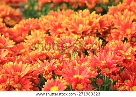 Orange flowers of gerbera