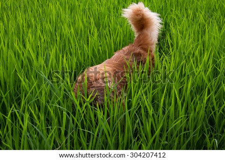 Cute dog play in a green corn field