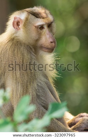 The monkey live in the forest, Khao Yai National Park, Thailand. Visible noise at 100%.