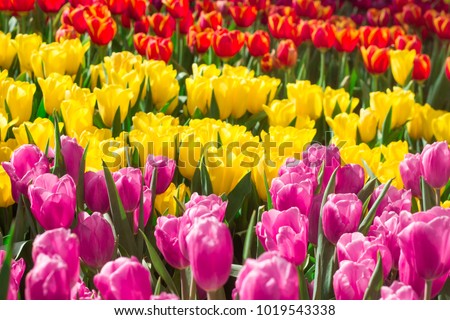 Tulip Flower. Beautiful bouquet of tulips. colorful tulips. tulips in spring at the garden,colorful tulip,Nature background.