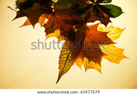 Composition Of Leaves