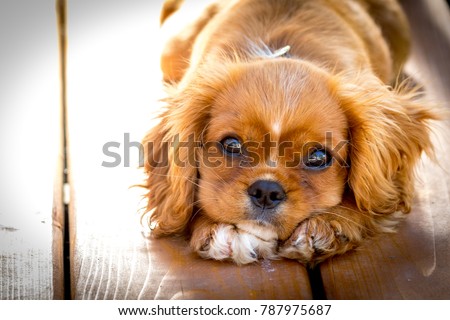 Sunset portrait of a King Charles Cavalier puppy.  This is a very loving and wonderful family pet. They love to play and cuddle and make you very happy.