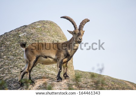 Wild goat on top of a rock, capra pyrenaica