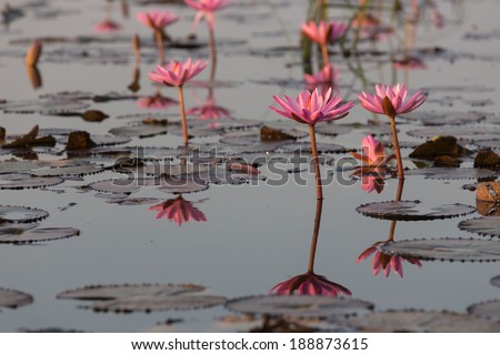 Lotus flower at Kumphawapi Lake, Undon Thani , Thailand (Focus at lotus flower in front)