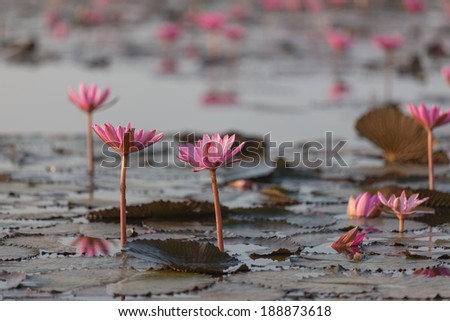 Lotus flower at Kumphawapi Lake, Undon Thani , Thailand (Focus at lotus flower in front)