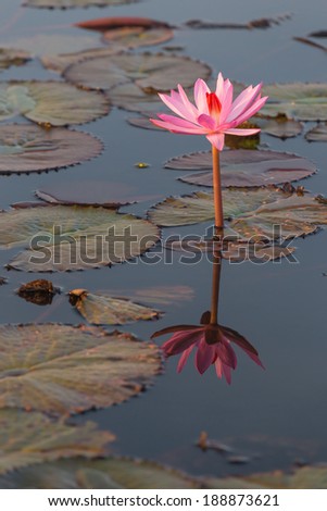 Lotus flower at Kumphawapi Lake, Undon Thani , Thailand (Focus at lotus flower)