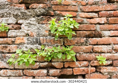 Old brick wall background with trees of stupa in temple, Thailand.