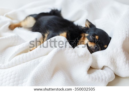 Chihuahua dog sleeping on the bed with white background.