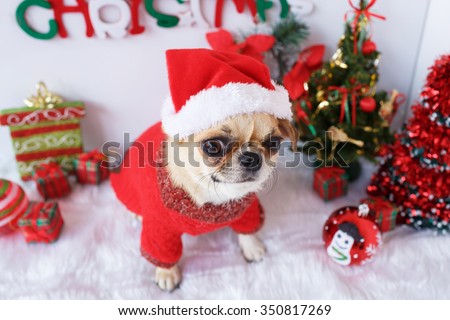 Chihuahua dog with Christmas decoration set.