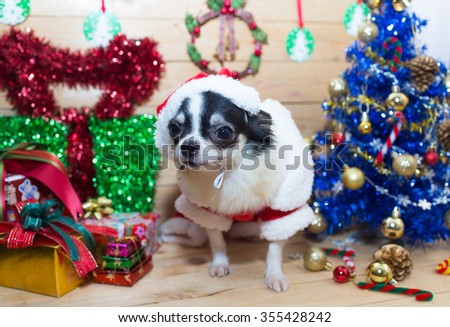 Chihuahua dog with Christmas decoration set.