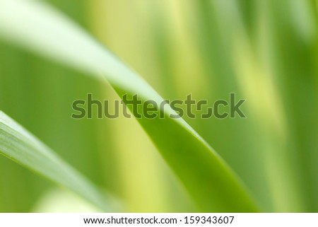 Soft macro photograph of a single blade of grass.