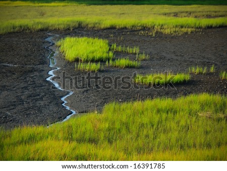 mud grass