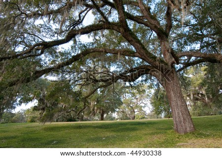 Old oaks with spanish moss at a South Carolina Plantation