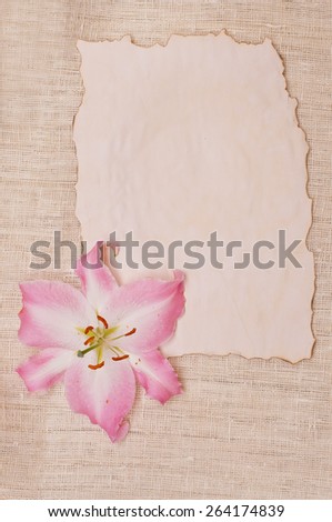 lily flower on paper background. congratulation with yellow lily flower in vintage style