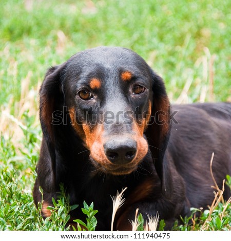 Wiener dog. Black and brown two years old dog dachshund dog in the garden laying in the grass